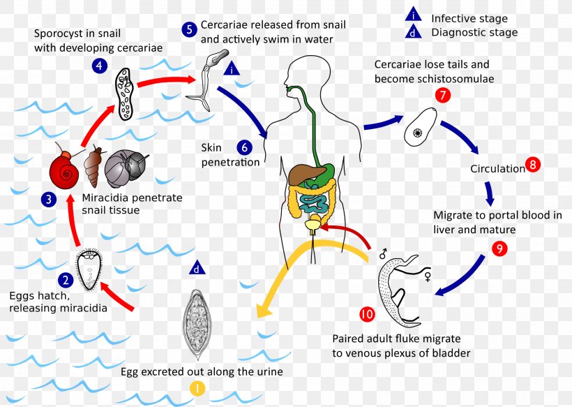 schistosoma japonicum cercariae