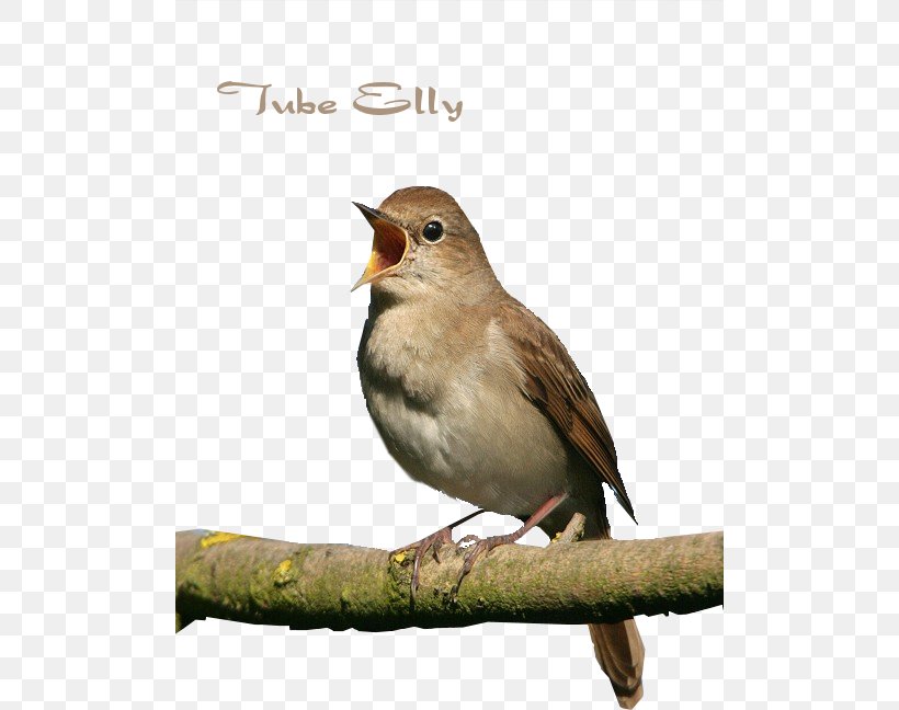 Common Nightingale Bird Ode To A Nightingale Thrush Nightingale, PNG, 500x648px, Common Nightingale, Beak, Bird, Bird Vocalization, Birdwatching Download Free