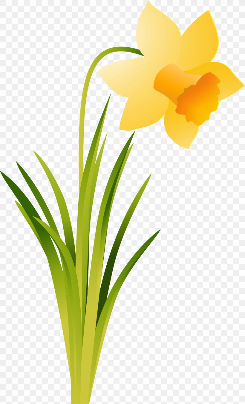 Daffodil Cut Flowers Amaryllis Belladonna Plant, PNG, 2903x4774px, Daffodil, Amaryllis, Amaryllis Belladonna, Amaryllis Family, Cut Flowers Download Free