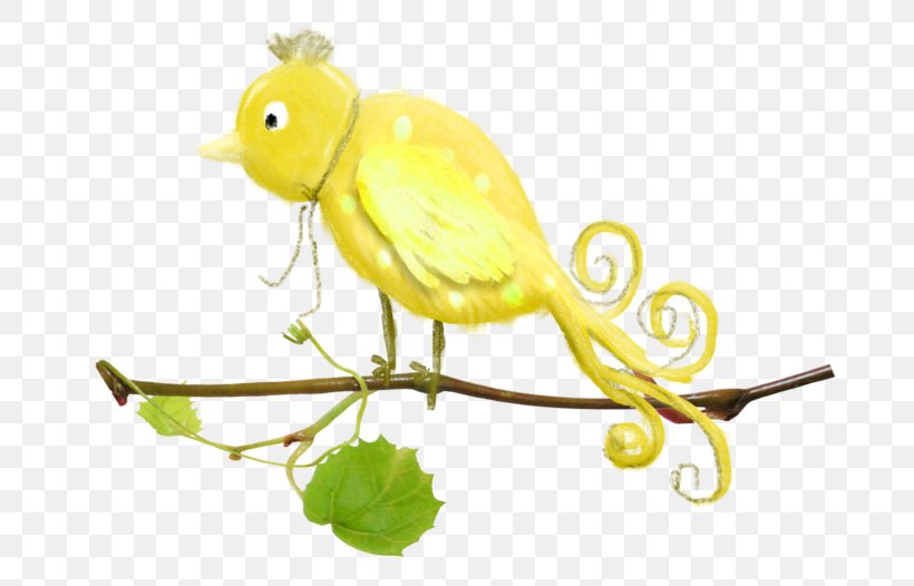 Parakeet Beak Fauna Feather Pet, PNG, 699x526px, Parakeet, Atlantic Canary, Beak, Bird, Branch Download Free