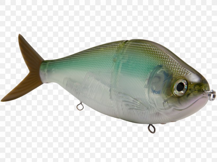 Sardine Oily Fish Milkfish Marine Biology, PNG, 1200x900px, Sardine, Ac Power Plugs And Sockets, Bait, Biology, Bony Fish Download Free