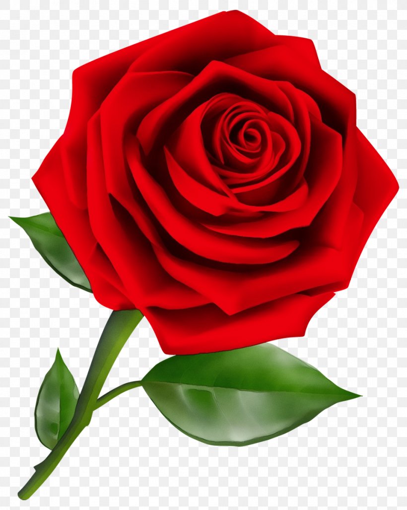 Garden Roses, PNG, 958x1200px, Watercolor, Floribunda, Flower, Flowering Plant, Garden Roses Download Free