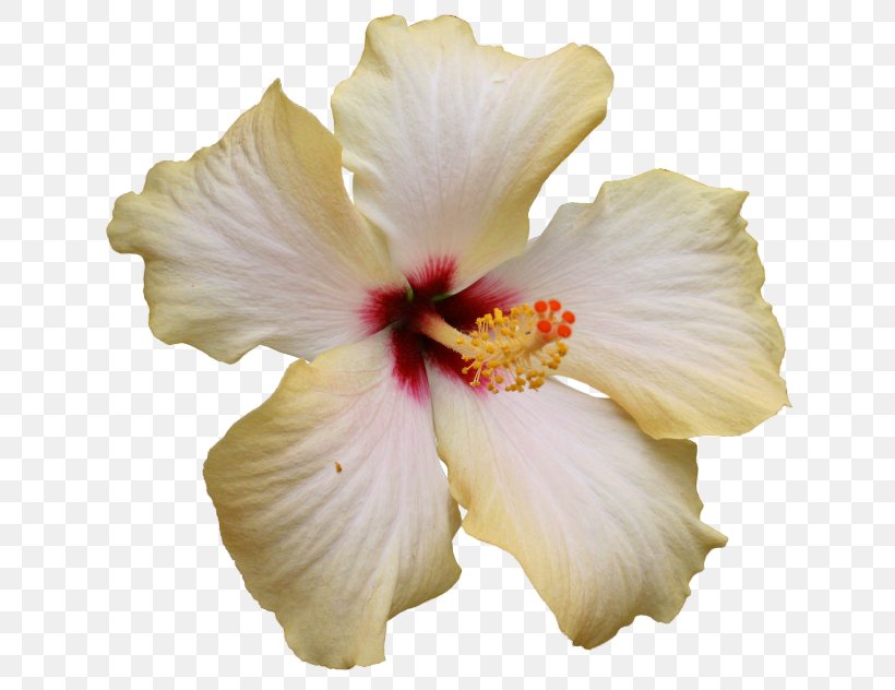 Shoeblackplant Cut Flowers Petal, PNG, 650x632px, Shoeblackplant, Blue Rose, Chinese Hibiscus, Cut Flowers, Floral Design Download Free