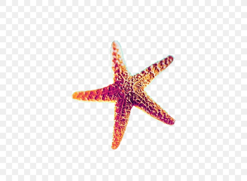 Starfish, PNG, 600x600px, Starfish, Beach, Creativity, Designer, Echinoderm Download Free