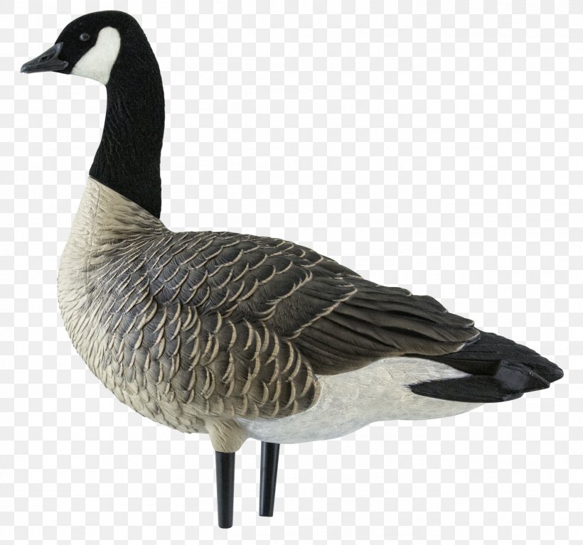Canada Goose Duck Decoy, PNG, 1398x1308px, Goose, Anatidae, Anseriformes, Beak, Bird Download Free