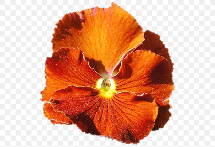 Pansy, PNG, 529x564px, Pansy, Flower, Flowering Plant, Orange, Petal Download Free
