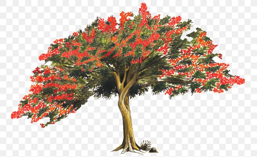 Tree Royal Poinciana Brachychiton Acerifolius Legend Light, PNG, 750x502px, Tree, Brachychiton Acerifolius, Branch, Caesalpinioideae, Crown Download Free