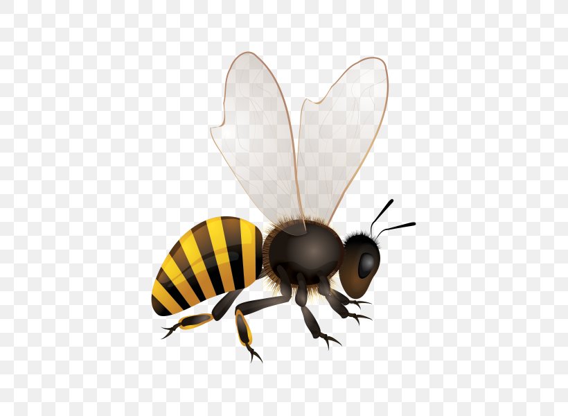 Africanized Bee Hornet Bumblebee Clip Art, PNG, 600x600px, Bee, Africanized Bee, Arthropod, Bumblebee, Drawing Download Free