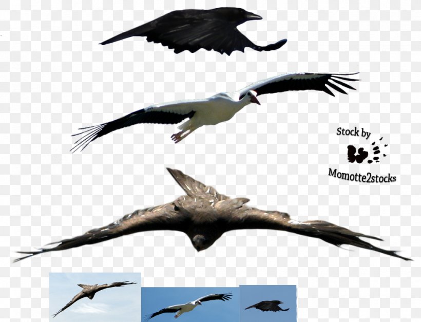Bird Flight Parrot Feather, PNG, 978x748px, Bird, Beak, Bird Flight, Bird Of Prey, Condor Download Free