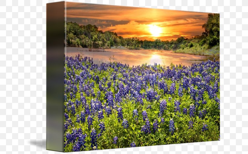 Canvas Print Printing Art, PNG, 650x509px, Canvas Print, Art, Bluebonnet, Canvas, English Lavender Download Free