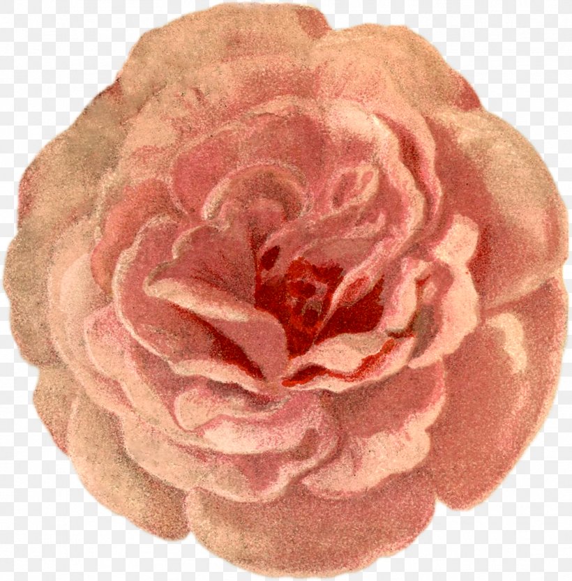 Garden Roses Cut Flowers Petal, PNG, 1771x1800px, Garden Roses, Cut Flowers, Flower, Garden, Peach Download Free