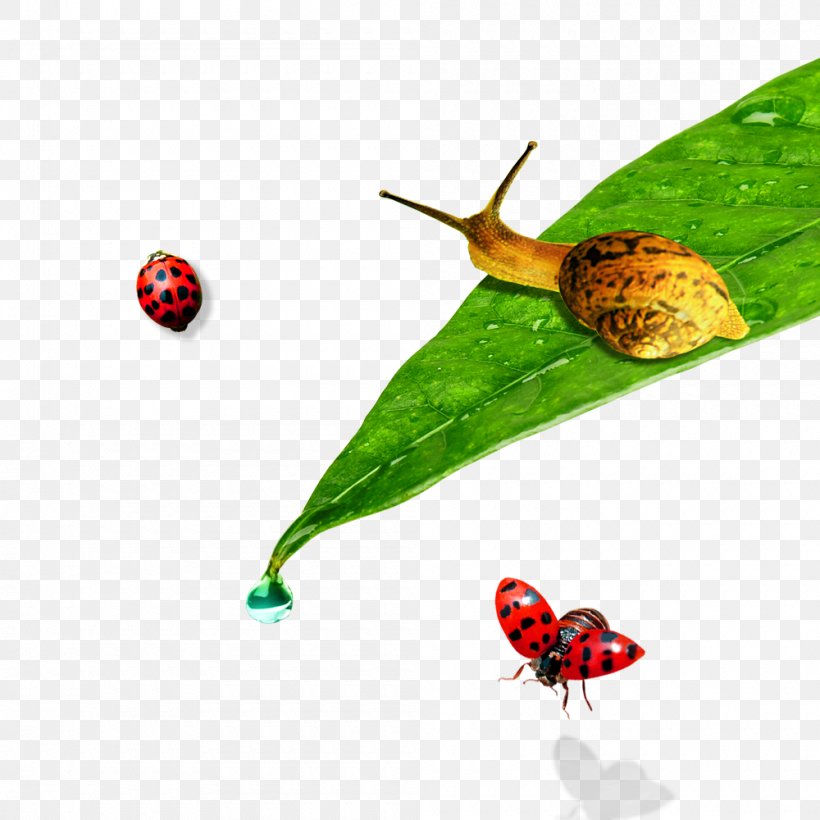 Ladybird Leaf Orthogastropoda, PNG, 1000x1000px, Ladybird, Butterflies And Moths, Caracol, Insect, Invertebrate Download Free