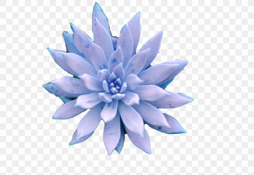 Succulent Plant Petal Blue, PNG, 846x586px, Succulent Plant, Blue, Cactaceae, Color, Flower Download Free
