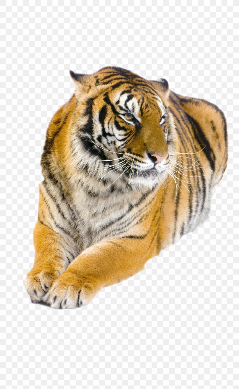 Felidae Bengal Tiger Siberian Tiger White Tiger Golden Tiger, PNG, 1023x1662px, Felidae, Animal, Bengal Tiger, Big Cats, Carnivoran Download Free