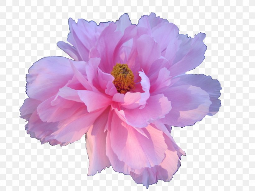 Flower Aesthetics Rose Clip Art, PNG, 1024x768px, Flower, Aesthetics, Blue, Common Sunflower, Cut Flowers Download Free
