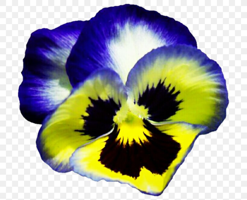 Pansy Viola Pedunculata Yellow Flower Plant, PNG, 719x664px, Pansy, Color, Flower, Flower Garden, Flowering Plant Download Free