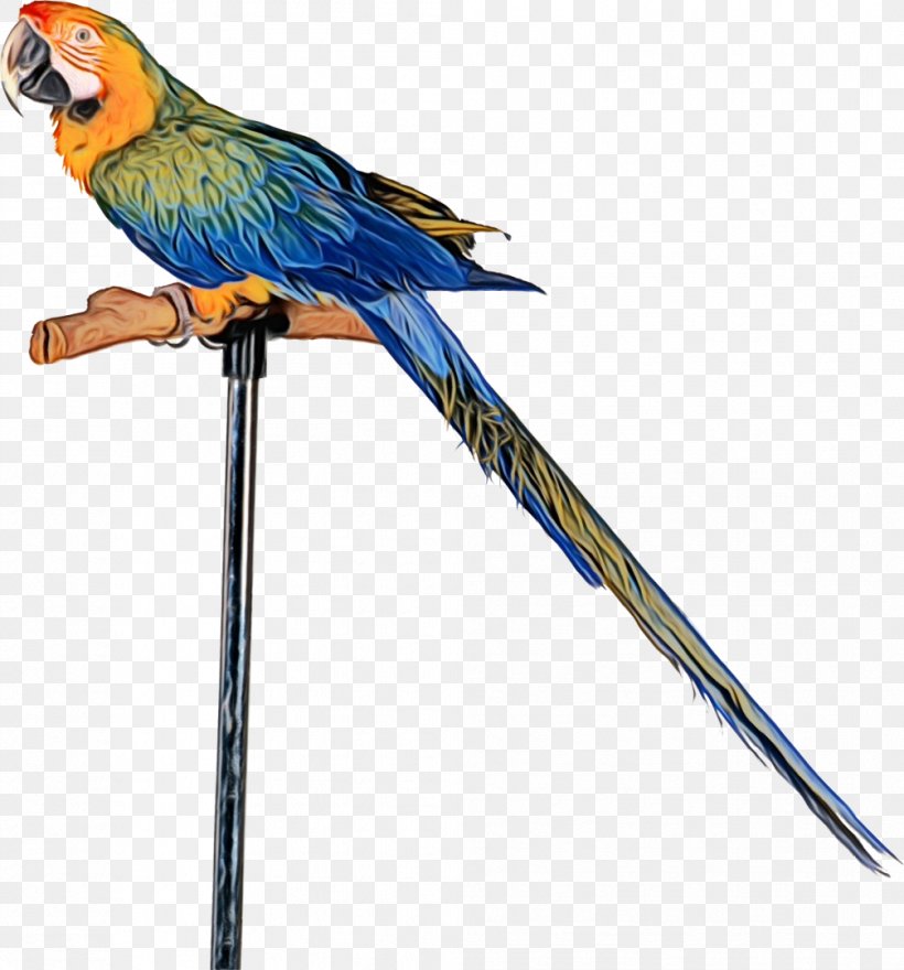 Parrot Bird Macaw Pet Rubik's Snake, PNG, 1006x1080px, Parrot, Animal, Beak, Bird, Biting Download Free