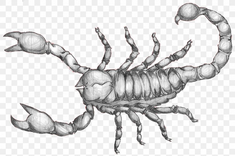 Scorpion Drawing Art Sketch, PNG, 1024x681px, Scorpion, Art, Art Museum, Arthropod, Artwork Download Free