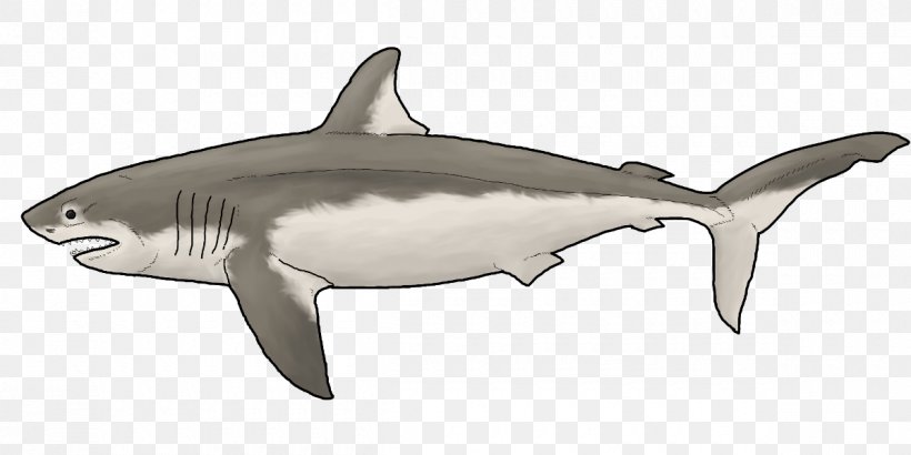 Tiger Shark Great White Shark Squaliform Sharks Rough-toothed Dolphin Requiem Sharks, PNG, 1200x600px, Tiger Shark, Biology, Carcharhiniformes, Carcharodon, Cartilaginous Fish Download Free