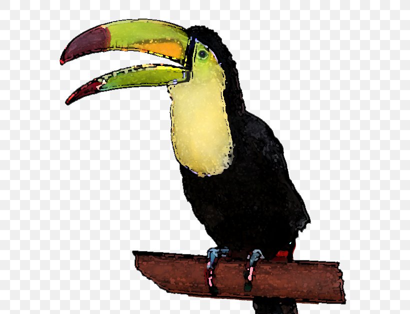 Toucan Clip Art, PNG, 600x628px, Toucan, Beak, Bird, Coraciiformes, Fauna Download Free