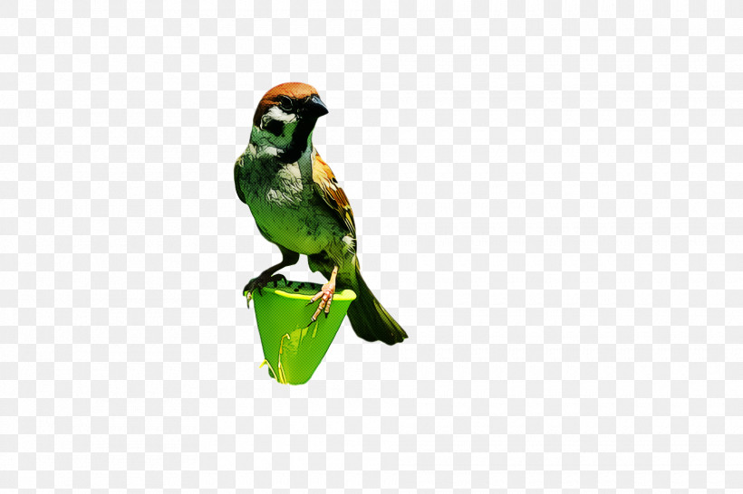 Bird, PNG, 1920x1280px, Bird, Beak, Figurine, Green, Parakeet Download Free