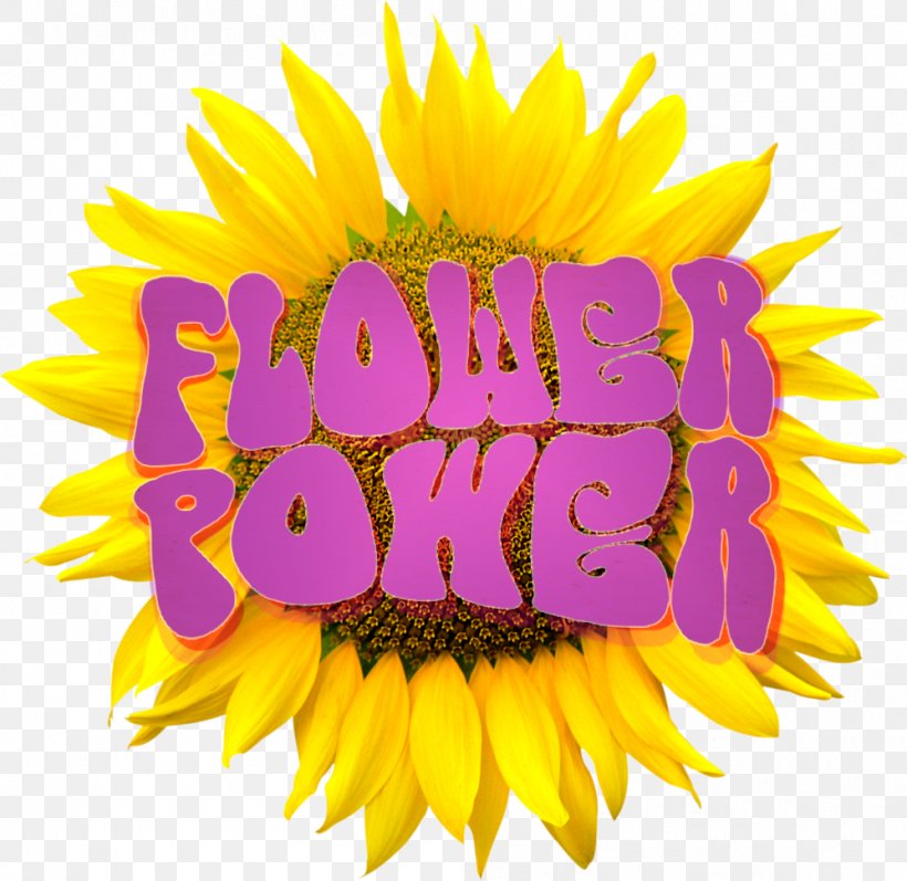 Blumen Sunflower Image Resolution Clip Art, PNG, 998x971px, Blumen Sunflower, Cut Flowers, Daisy Family, Display Resolution, Flower Download Free