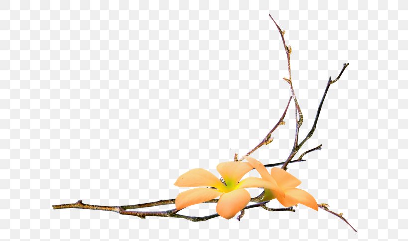 Branch Flower Clip Art, PNG, 650x485px, Branch, Blog, Cut Flowers, Flora, Floral Design Download Free