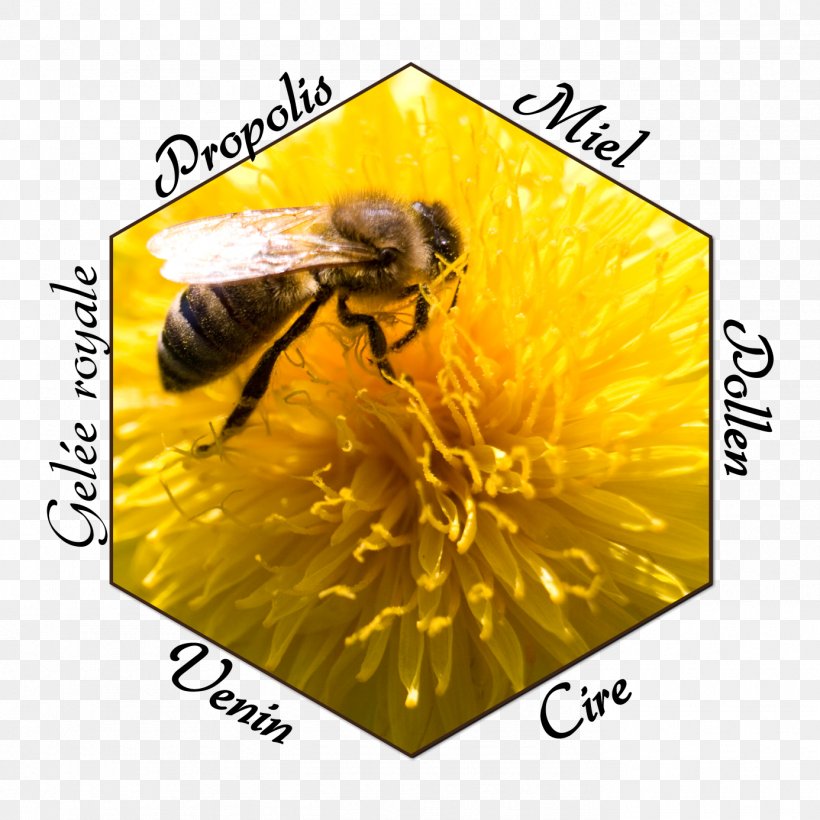 Honey Bee Gruyère District Propolis, PNG, 1386x1386px, Honey Bee, Apitherapy, Arthropod, Bee, Bee Pollen Download Free