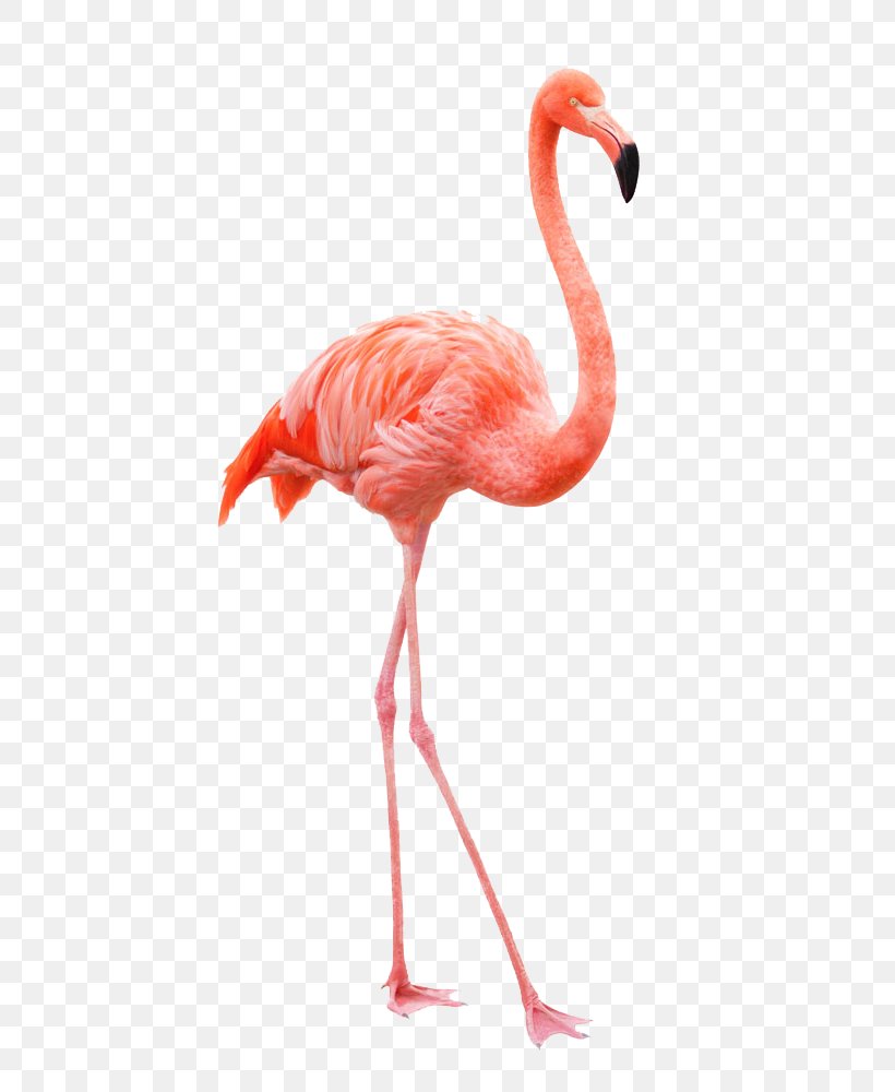 Plastic Flamingo American Flamingo Chilean Flamingo Clip Art, PNG, 617x1000px, Flamingo, Beak, Bird, Photography, Royalty Free Download Free