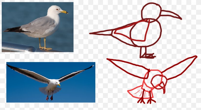 Seabird Gulls Animal Flight, PNG, 1050x576px, Bird, Animal, Animation, Beak, Cat Download Free