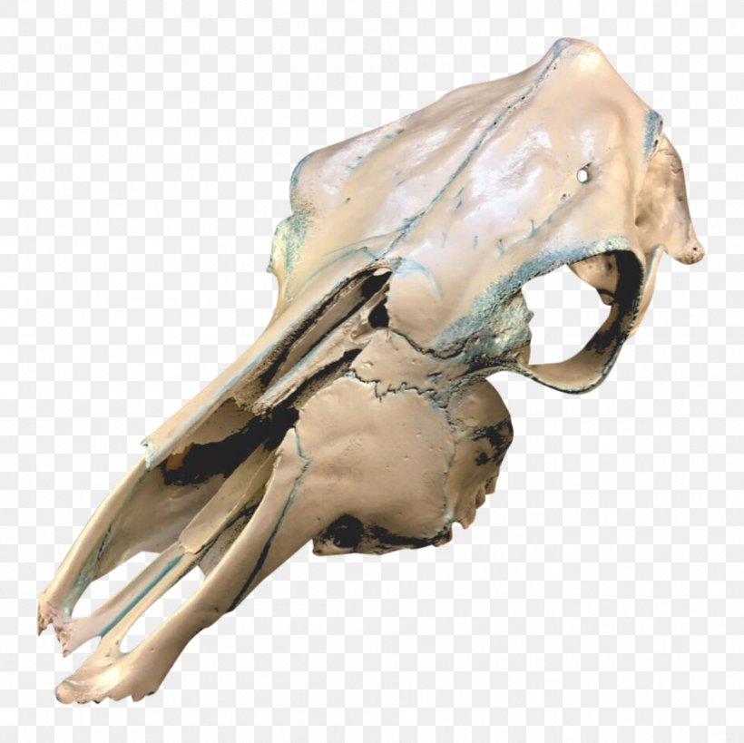 Skull Cattle Human Skeleton Organism, PNG, 949x948px, Skull, Arm, Bone, Cattle, Hand Download Free