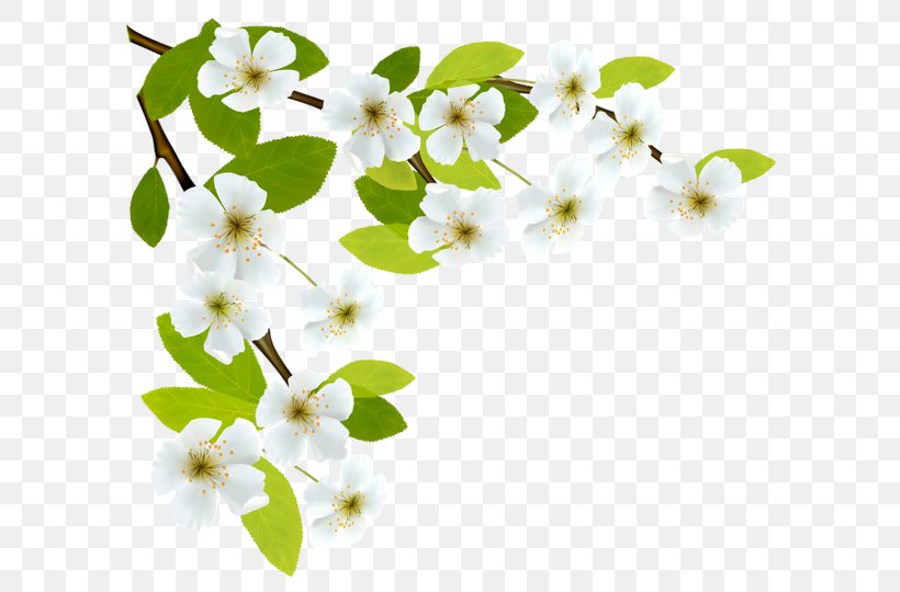 Spring Branch Clip Art, PNG, 600x540px, Spring Branch, Blossom, Branch, Cherry Blossom, Diagram Download Free