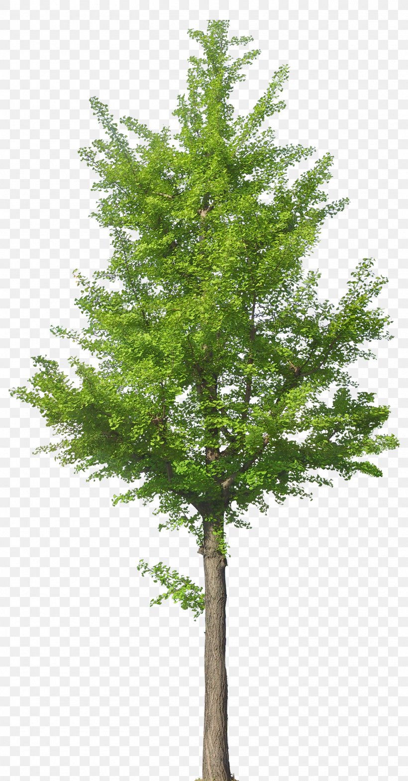 Tree Oak Clip Art, PNG, 1410x2700px, Tree, Biome, Branch, Computer Graphics, Conifer Download Free