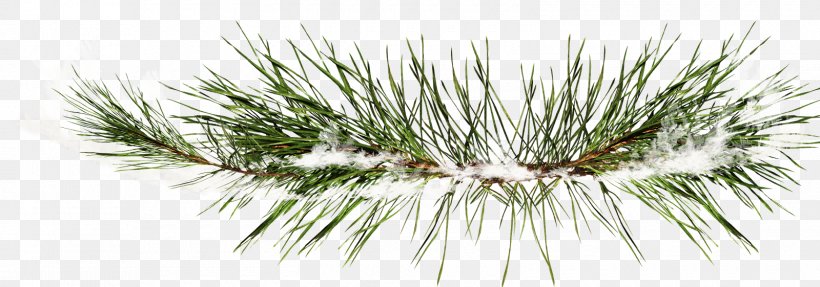 Pine Clip Art Image Christmas Day, PNG, 1600x561px, Pine, American Larch, American Pitch Pine, Blog, Botany Download Free