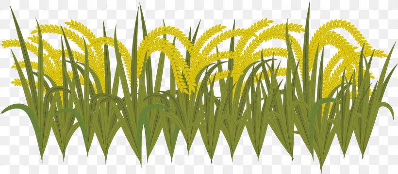 Sweet Grass Yellow Wheatgrass Commodity Plant Stem, PNG, 1659x727px, Sweet Grass, Commodity, Grass, Grass Family, Grasses Download Free