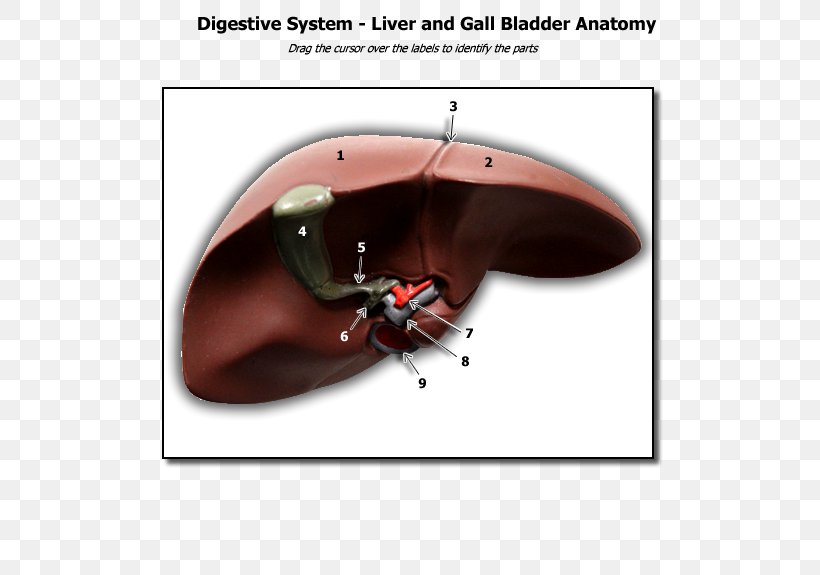 The Human Liver Human Anatomy Human Biology, PNG, 600x575px, Watercolor, Cartoon, Flower, Frame, Heart Download Free