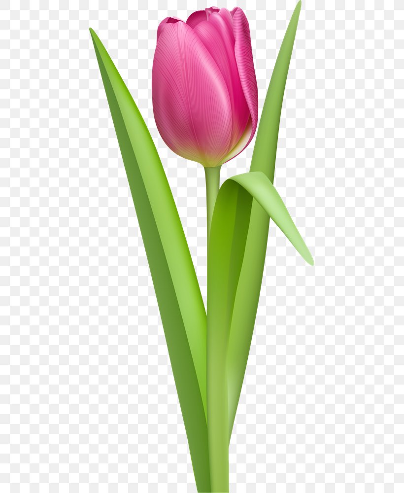 Tulip Clip Art, PNG, 457x1000px, Tulip, Blog, Bud, Cut Flowers, Document Download Free