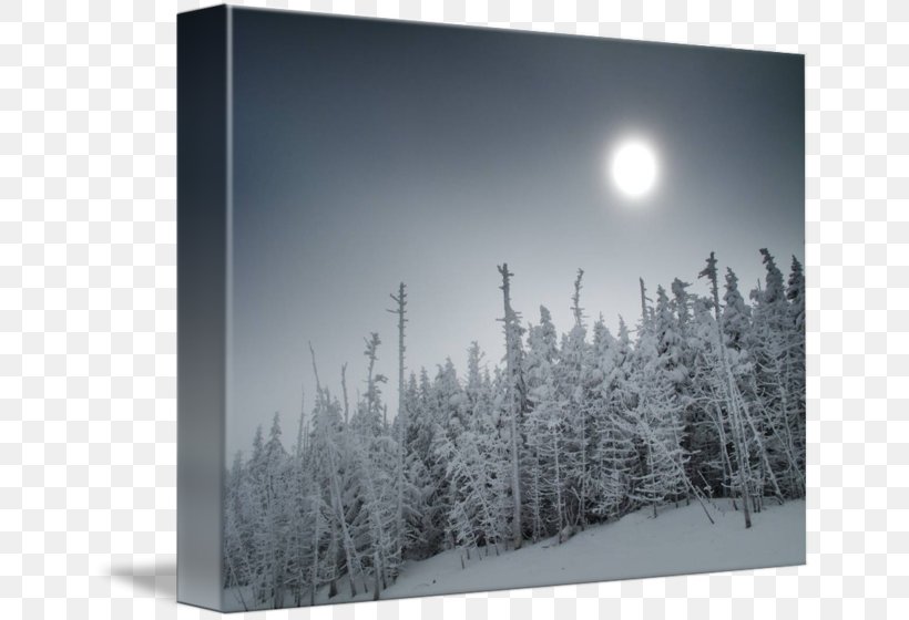 Desktop Wallpaper Winter Computer Sky Plc, PNG, 650x560px, Winter, Black And White, Computer, Fir, Freezing Download Free