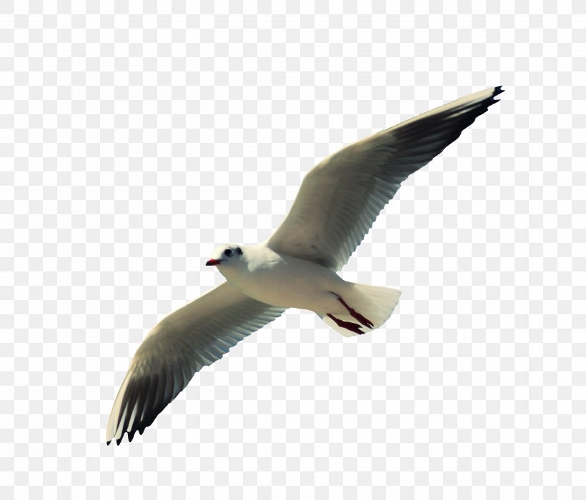 Gulls Water Bird Beak Wing, PNG, 2808x2400px, Bird, Animal, Beak, Charadriiformes, Fauna Download Free