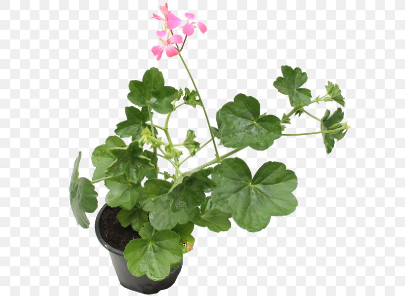 Ivy Geranium Pelargonium Zonale Sweet Scented Geranium Houseplant, PNG, 600x600px, Ivy Geranium, Annual Plant, Flower, Flowering Plant, Flowerpot Download Free