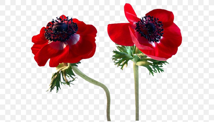 Poppy Flower Clip Art, PNG, 600x467px, Poppy, Anemone, Artificial Flower, Blume, Common Poppy Download Free