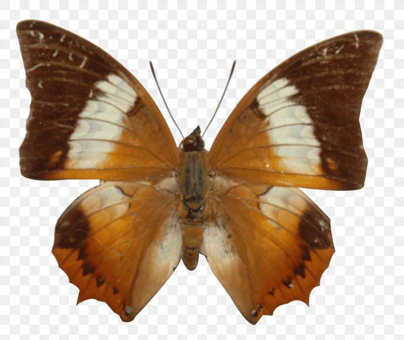 Brush-footed Butterflies Pieridae Gossamer-winged Butterflies Silkworm Butterfly, PNG, 2273x1917px, Watercolor, Cartoon, Flower, Frame, Heart Download Free