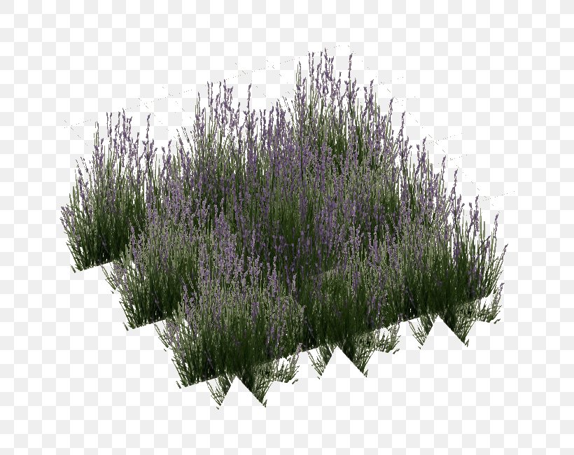 English Lavender Image Download Lawn, PNG, 650x650px, English Lavender, Art, Flower, Grass, Herb Download Free