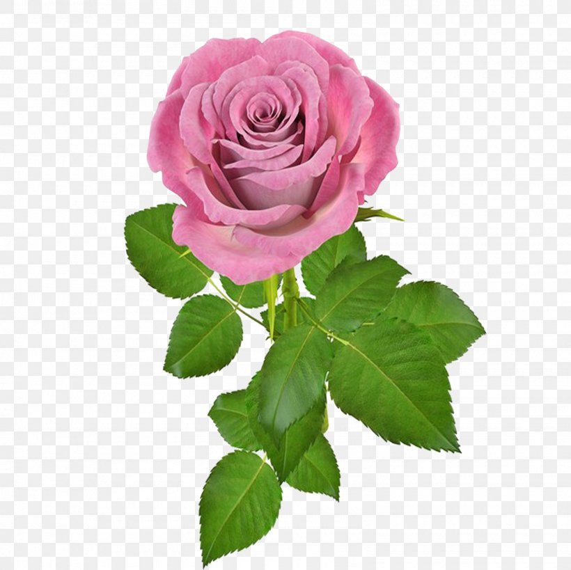 Rose Flower Pink, PNG, 1600x1600px, Rose, Animation, Color, Cut Flowers, Floribunda Download Free