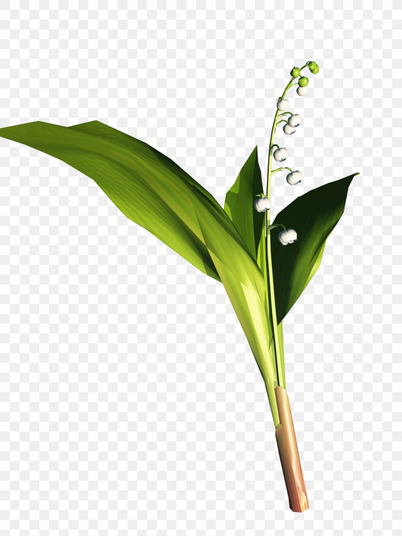 Centerblog Magnolia Lily Of The Valley Plant Stem, PNG, 1500x2000px, Centerblog, Blog, Brasserie Saintgermain, Commodity, Flower Download Free