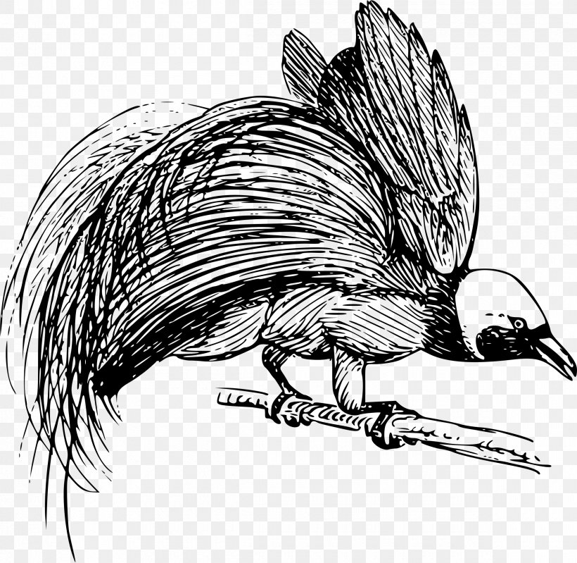 Raggiana Bird-of-paradise Bird Of Paradise Flower New Guinea, PNG, 2400x2340px, Bird, Animal, Art, Beak, Bird Nest Download Free