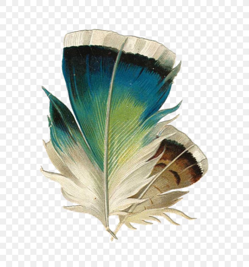 Bird Feather Color, PNG, 752x880px, Bird, Asiatic Peafowl, Color, Computer Network, Feather Download Free