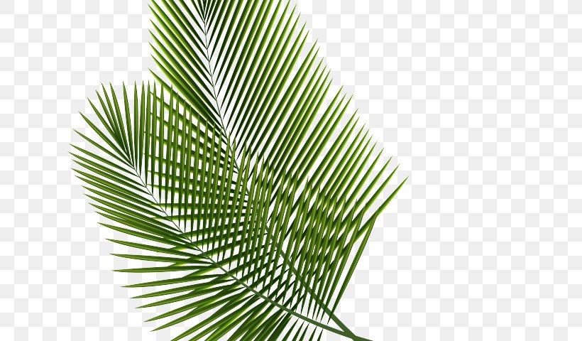 Cartoon Palm Tree, PNG, 640x480px, Palm Trees, Arecales, Branch, Cycad, Elaeis Download Free