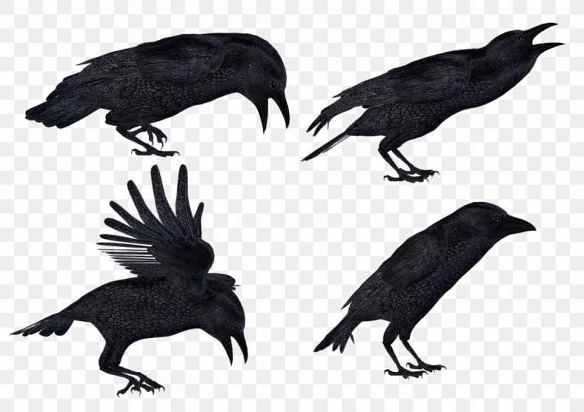 Common Raven Clip Art, PNG, 1024x724px, Common Raven, American Crow, Art, Beak, Bird Download Free