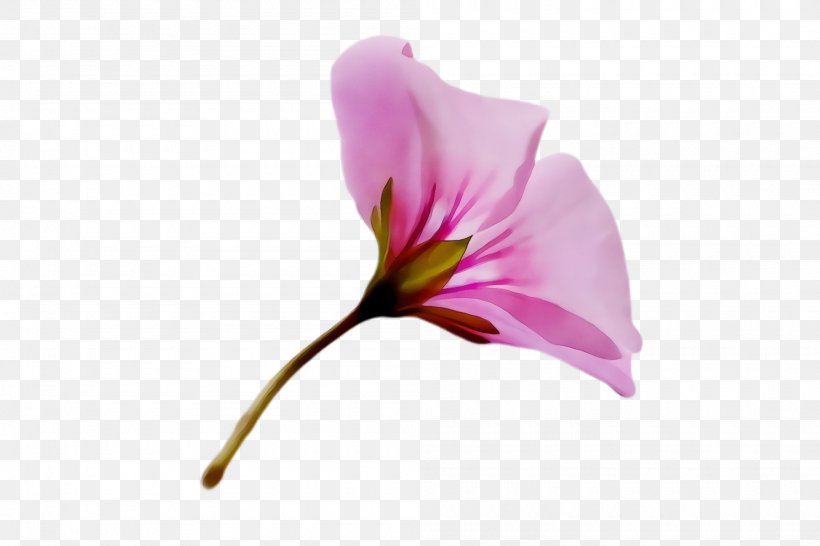 Flower Flowering Plant Plant Petal Pink, PNG, 2000x1332px, Watercolor, Flower, Flowering Plant, Herbaceous Plant, Morning Glory Download Free